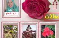 في صحبة أصدقائي الأُصُص / بقلم : أسماء التمالح